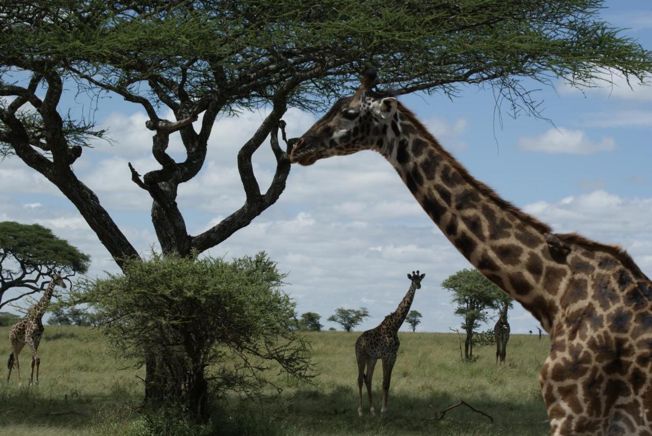 African Sunrise Lodge And Campsite Mto wa Mbu Exteriör bild